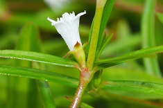 Candidate B - Flower photo